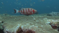 Priacanthus hamrur