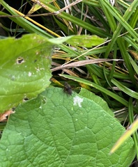 Eunemobius carolinus