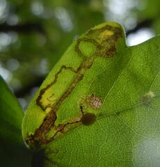 Stigmella aceris