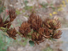Lespedeza capitata