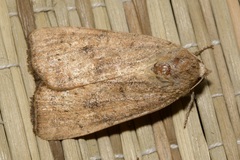 Noctua interjecta