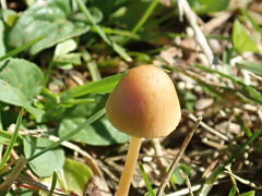 Conocybe