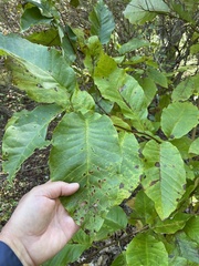 Magnolia acuminata
