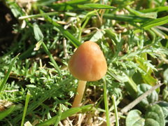 Conocybe