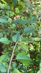 Magnolia acuminata