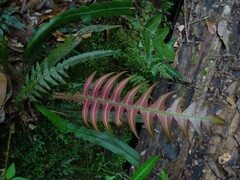 Blechnum