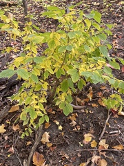 Dirca palustris