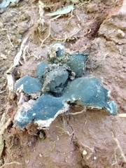 Scleroderma polyrhizum
