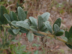 Lespedeza capitata