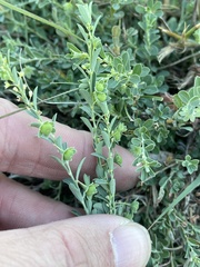 Phyllanthus polygonoides