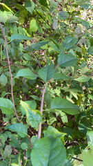 Magnolia acuminata