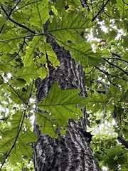 Quercus rubra
