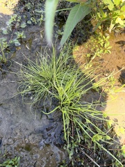 Cyperus squarrosus