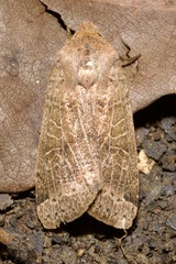 Agrochola nitida
