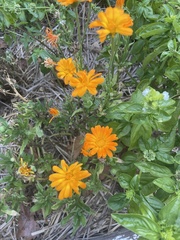 Calendula officinalis