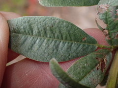Lespedeza capitata