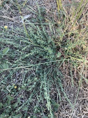 Phyllanthus polygonoides