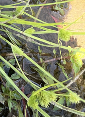 Cyperus squarrosus
