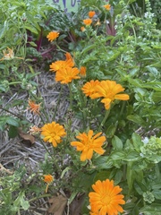 Calendula officinalis