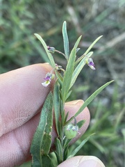 Pombalia verticillata