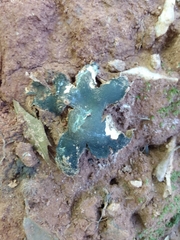 Scleroderma polyrhizum