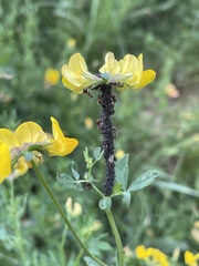 Aphis