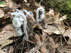 Monotropa uniflora