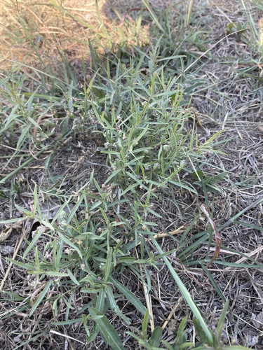 Pombalia verticillata, photograph 1