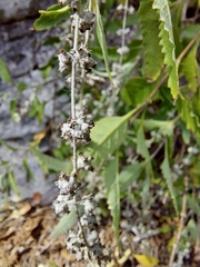 Buddleja racemosa
