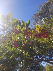 Crataegus crus-galli