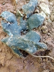 Scleroderma polyrhizum