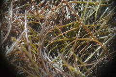 Desmarestia aculeata