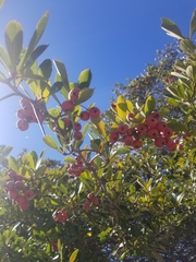 Crataegus crus-galli