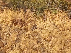 Oryctolagus cuniculus