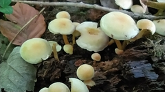 Mycena crocata