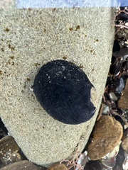 Nerita melanotragus