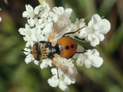 Gymnosoma rotundatum