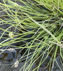 Fimbristylis vahlii