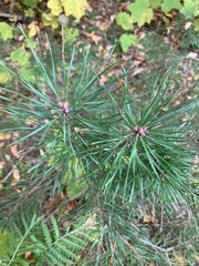 Pinus sylvestris