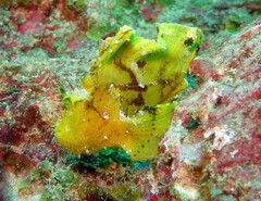 Taenianotus triacanthus