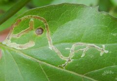 Phytomyza lonicerae