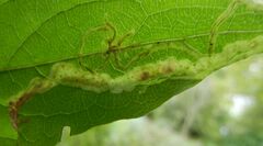 Phytomyza lonicerae