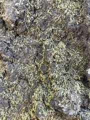 Homalothecium nuttallii