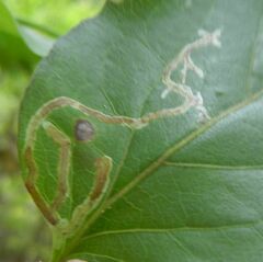 Phytomyza lonicerae