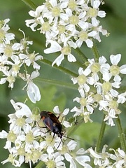 Deraeocoris ruber