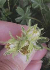 Potentilla nivalis