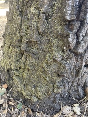 Homalothecium nuttallii