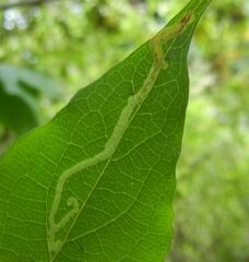 Phytomyza lonicerae