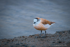 Charadrius marginatus
