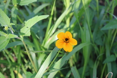 Sclerocarpus uniserialis